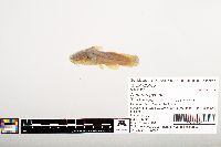 Noturus gyrinus image