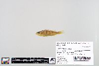 Perca flavescens image