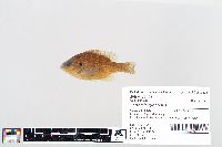 Lepomis gibbosus image