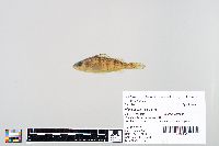 Perca flavescens image