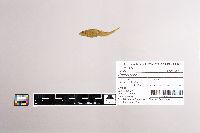 Cottus ricei image