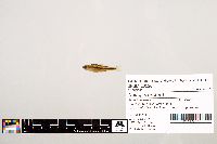 Notropis texanus image
