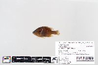 Lepomis gibbosus image