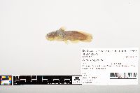 Noturus gyrinus image