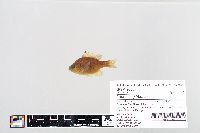 Lepomis gibbosus image