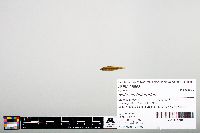 Notropis heterodon image