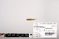 Notropis heterolepis image