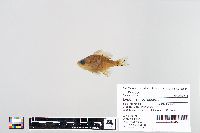 Lepomis macrochirus image