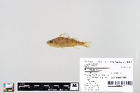 Perca flavescens image