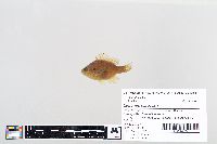 Lepomis gibbosus image