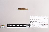 Oncorhynchus mykiss image