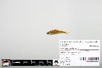 Notropis heterodon image