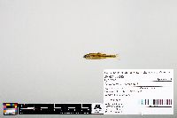 Notropis heterodon image