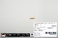Notropis heterodon image