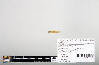 Notropis hudsonius image