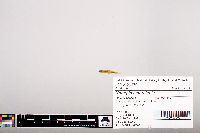 Notropis heterolepis image
