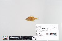 Lepomis macrochirus image