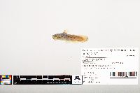 Noturus gyrinus image