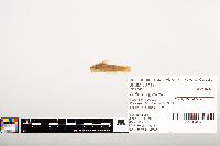 Noturus gyrinus image