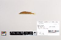 Esox lucius image