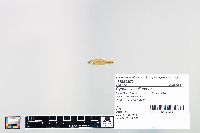 Cyprinella spiloptera image