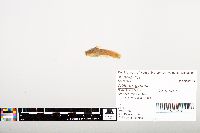 Noturus gyrinus image