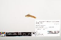 Noturus gyrinus image