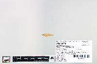 Cyprinella spiloptera image