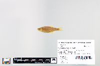 Cyprinella spiloptera image
