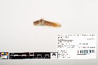 Noturus gyrinus image