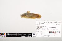 Noturus gyrinus image