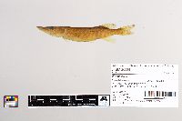 Esox lucius image
