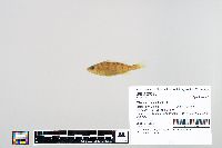 Perca flavescens image