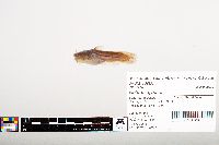 Noturus gyrinus image