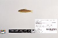 Salmo trutta image
