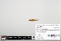 Notropis heterodon image