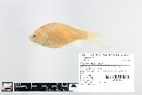 Carassius auratus image