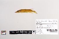 Esox lucius image