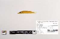 Esox lucius image