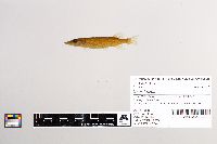 Esox lucius image