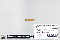 Cyprinella spiloptera image