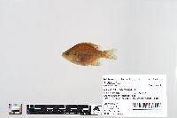 Lepomis macrochirus image
