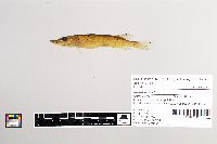 Esox lucius image