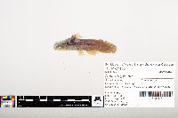 Noturus gyrinus image