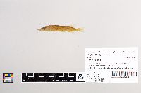 Esox lucius image