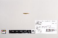 Esox lucius image