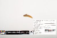 Noturus gyrinus image