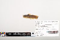 Noturus gyrinus image