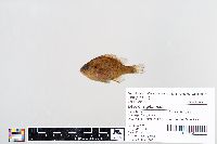 Lepomis gibbosus image