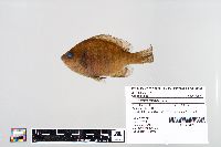 Lepomis macrochirus image